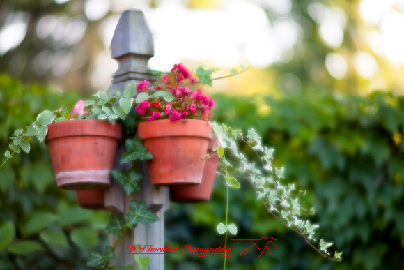 flowers-2008_32.jpg