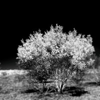 florida-2014-infrared-011-nas