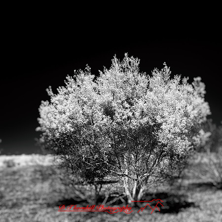florida-2014-infrared-011-nas