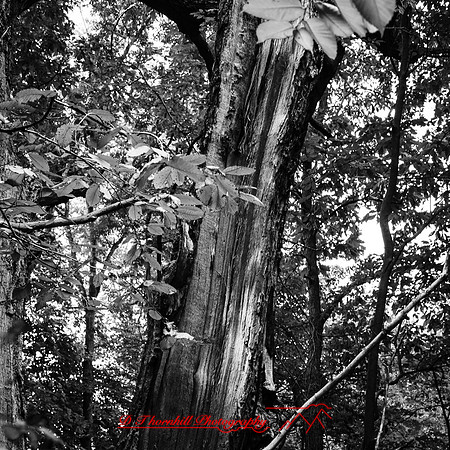 Galesburg 2017-072