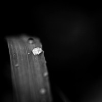 Wide Open-2017-046