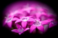 florida-nature-images-2011-03