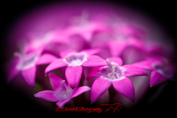 florida-nature-images-2011-03