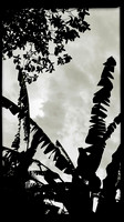 florida-march-2016-iphone-selby-gardens-016