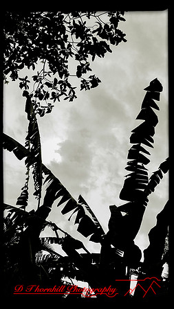 florida-march-2016-iphone-selby-gardens-016
