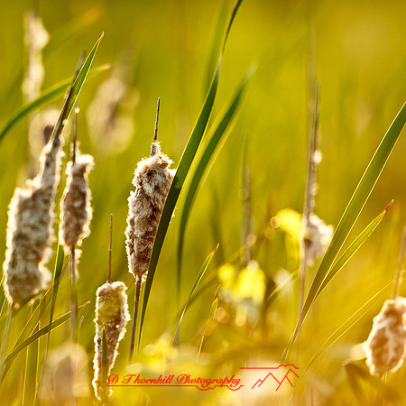 shaiawasses-may-2013-16