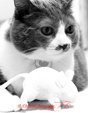 infrared_feb-2008_08