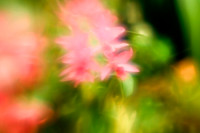florida-2010-flowers_07