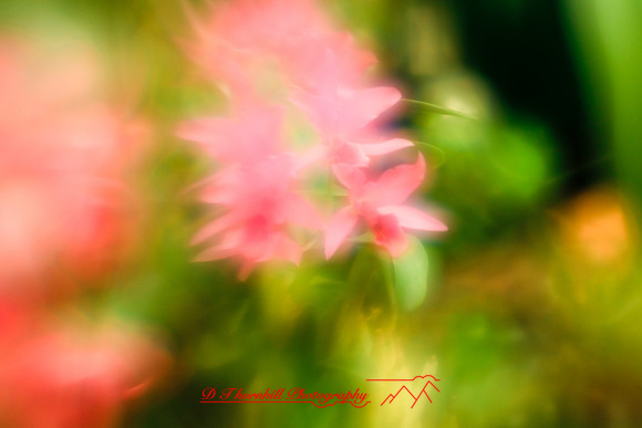 florida-2010-flowers_07