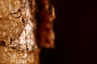 florida-nature-images-2011-07-nas