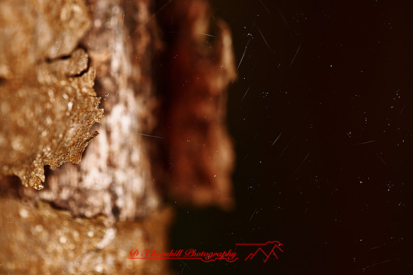 florida-nature-images-2011-07-nas