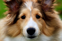 willy-2011-12-nas