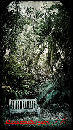 florida-march-2016-iphone-selby-gardens-024