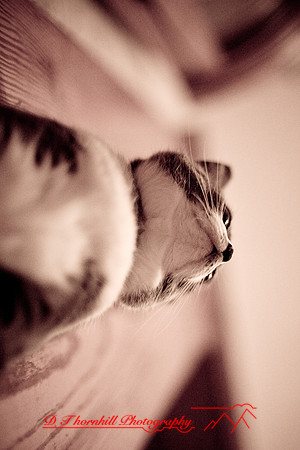 bastet_049