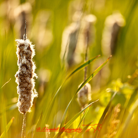 shaiawasses-may-2013-15