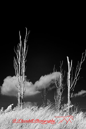 tawas-state-park-infrared-2008_023-nik.jpg
