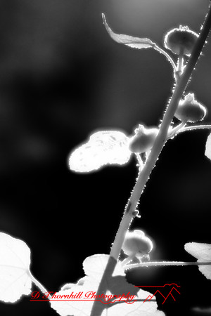 infrared-2008_040
