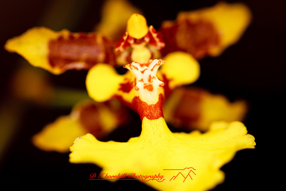 florida-flowers-2011-31