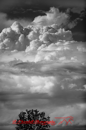 assorted-images_2017-002