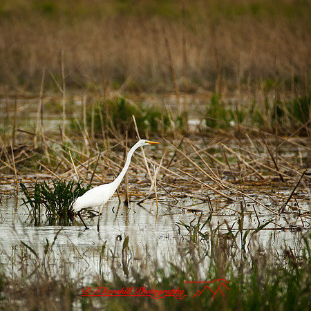 shiawassee assorted-birds_2017-003