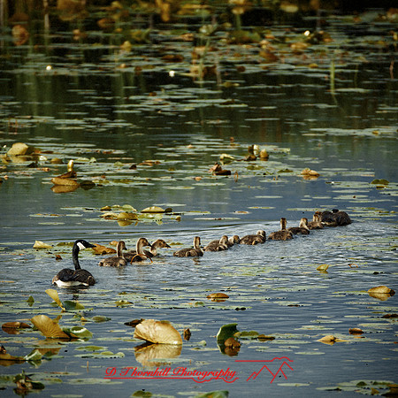 shiawassee assorted-birds_2017-005-nas