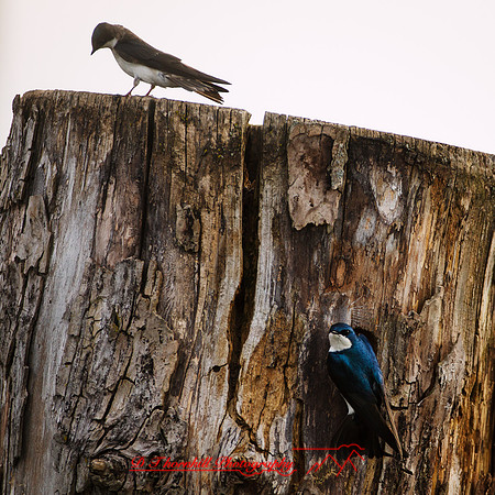 shiawassee assorted-birds_2017-002-nas