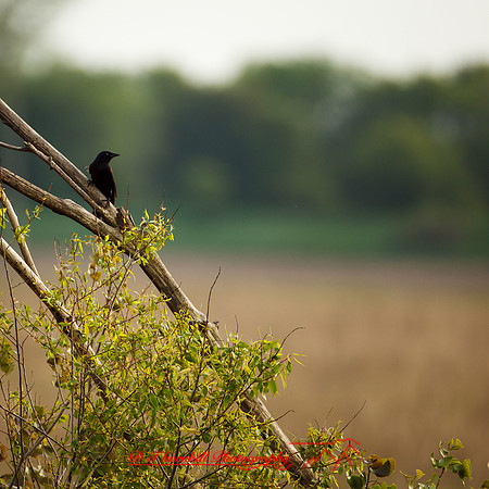 shiawassee assorted-birds_2017-001