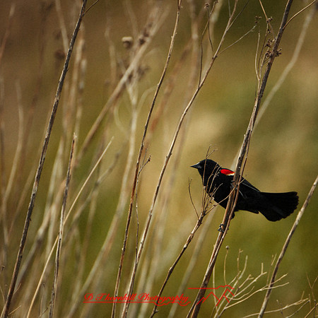 shiawassee assorted-birds_2017-004-nas