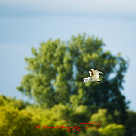 shiawassee assorted-birds_2017-006-nas