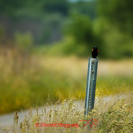 shiawassee assorted-birds_2017-007-nas