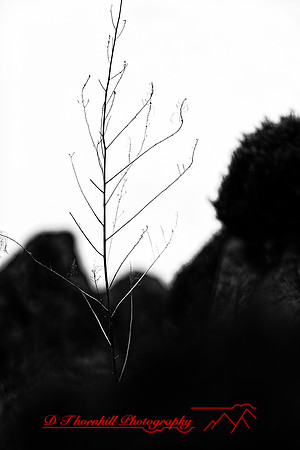 New Mexico 2020 - 012_DxO