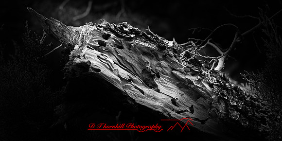 New Mexico 2020 - 014_DxO