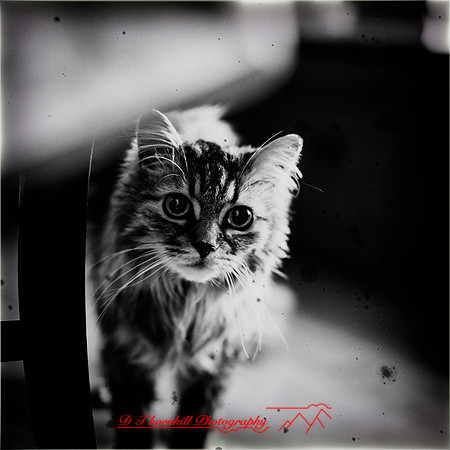 other pets 2017-001-nas