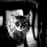 Linda and Mick's Furry Folks