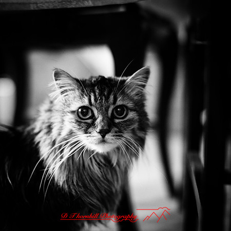 other pets 2017-003-nas