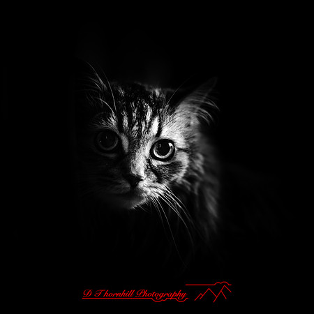 other pets 2017-002