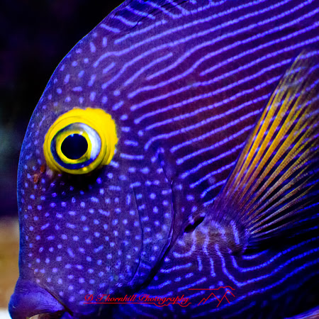 florida-2012-sealife_11-nas