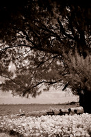 florida-2009-people-infrared_01.jpg