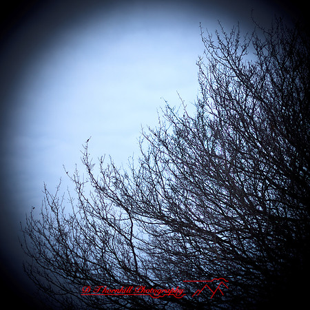 assorted_images-2012-152