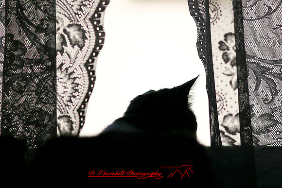 bastet_011