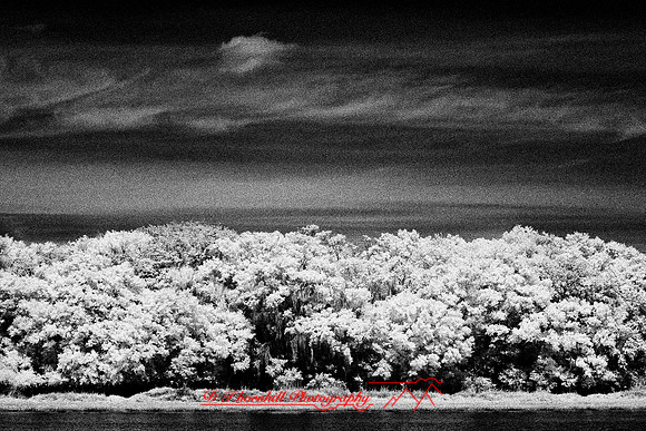 florida-2008-nature-infrared_45-nik.jpg