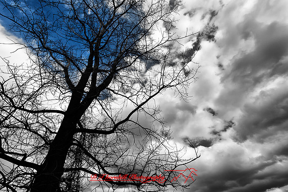 assorted_images-2011-36-nik
