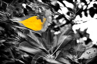 florida-nature-images-2011-10-nas