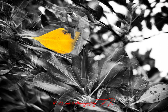 florida-nature-images-2011-10-nas