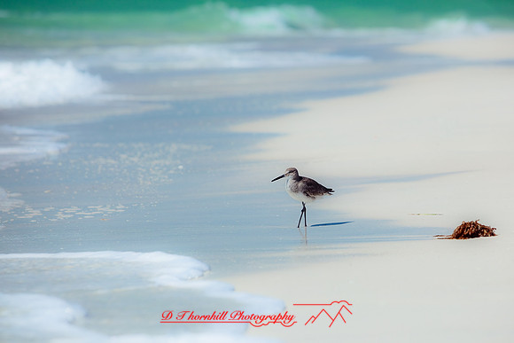 florida-2010-wildlife_16