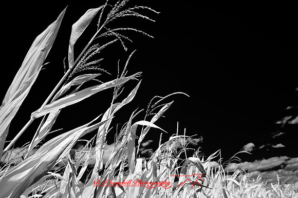 infrared-galesburg_il-2011-42