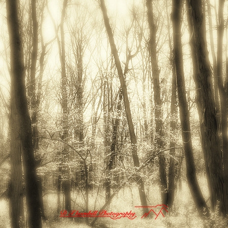 shaiawasses-april-2013-17-nas