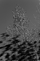 2007