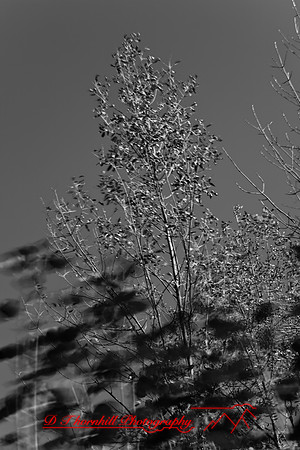 shiawassee_september_2007-11