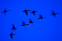 shiawasse_sept-2008_06.jpg